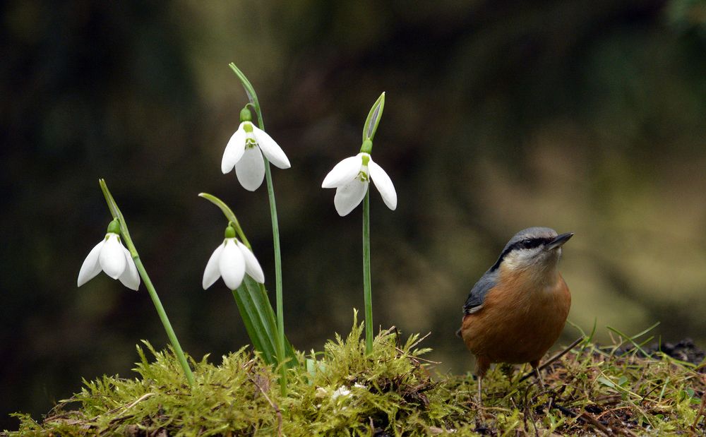 Spring is slowly coming