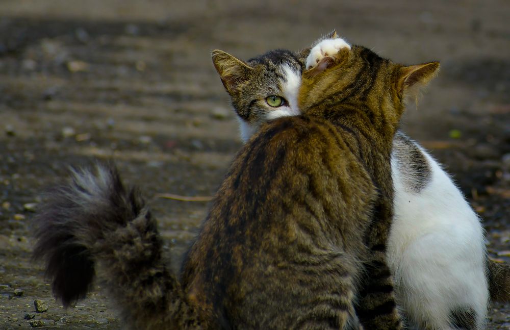 Photograph by FRANCIS VELAYOUDON