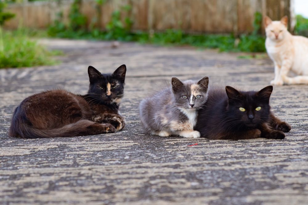 Photograph by FRANCIS VELAYOUDON