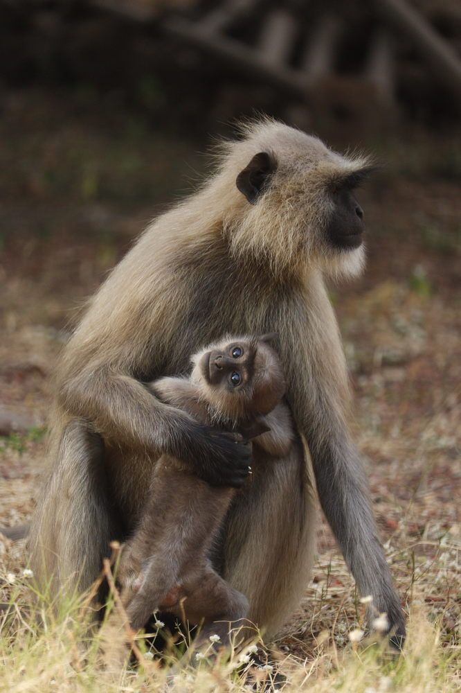 Фотография автора Aniket shekhar