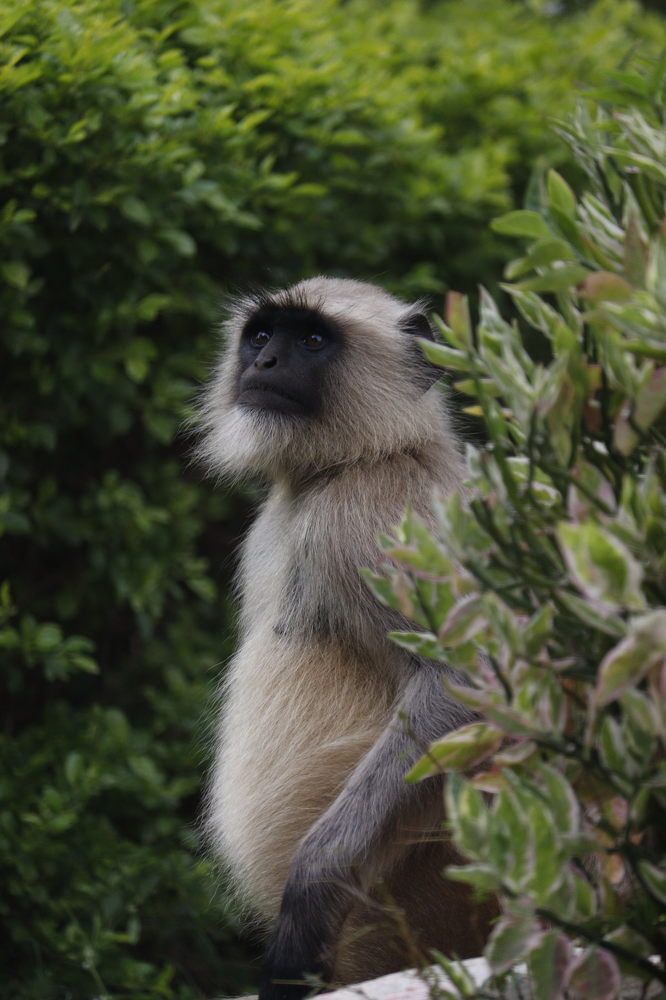 Фотография автора Aniket shekhar