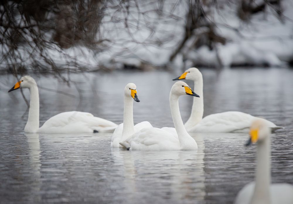 Фотография автора NIKOLAY KALININ