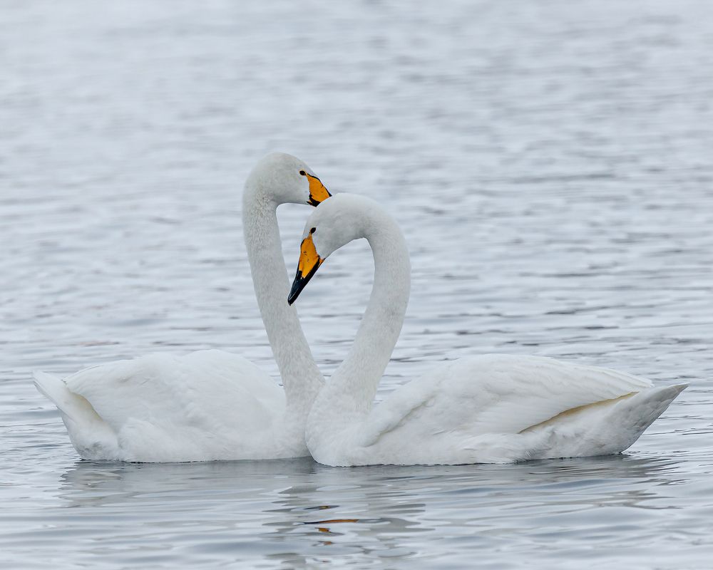 Фотография автора NIKOLAY KALININ