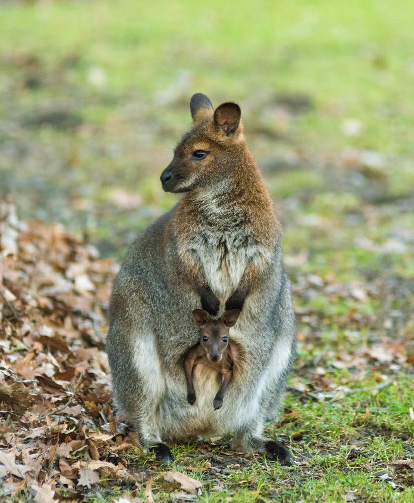 Кенгуру с детенышем
