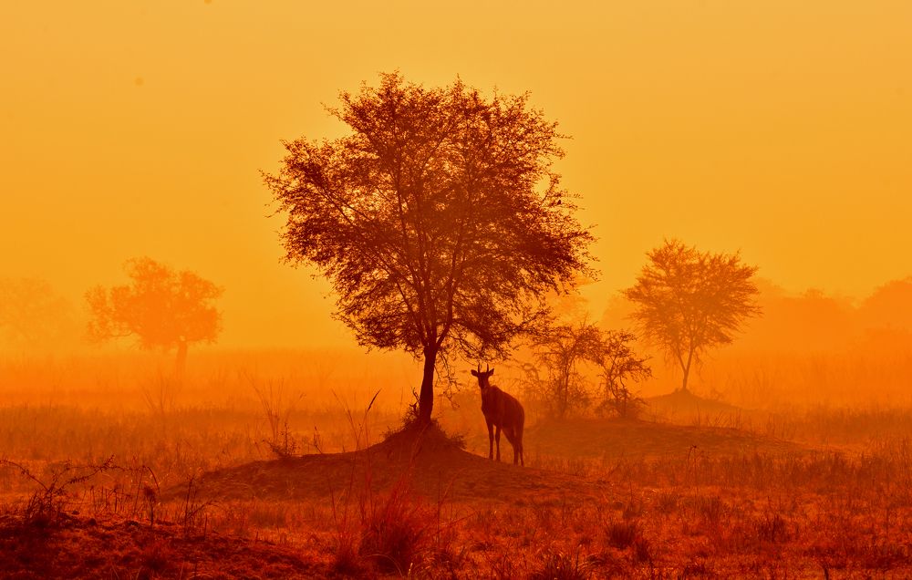 Golden Light at Bharatpur