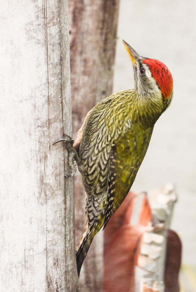 Photograph by Abdullah Al Mamun