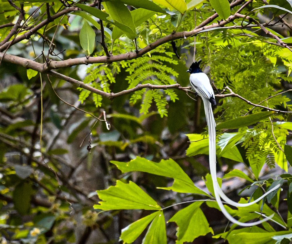 Photograph by Lahiru Pathirana