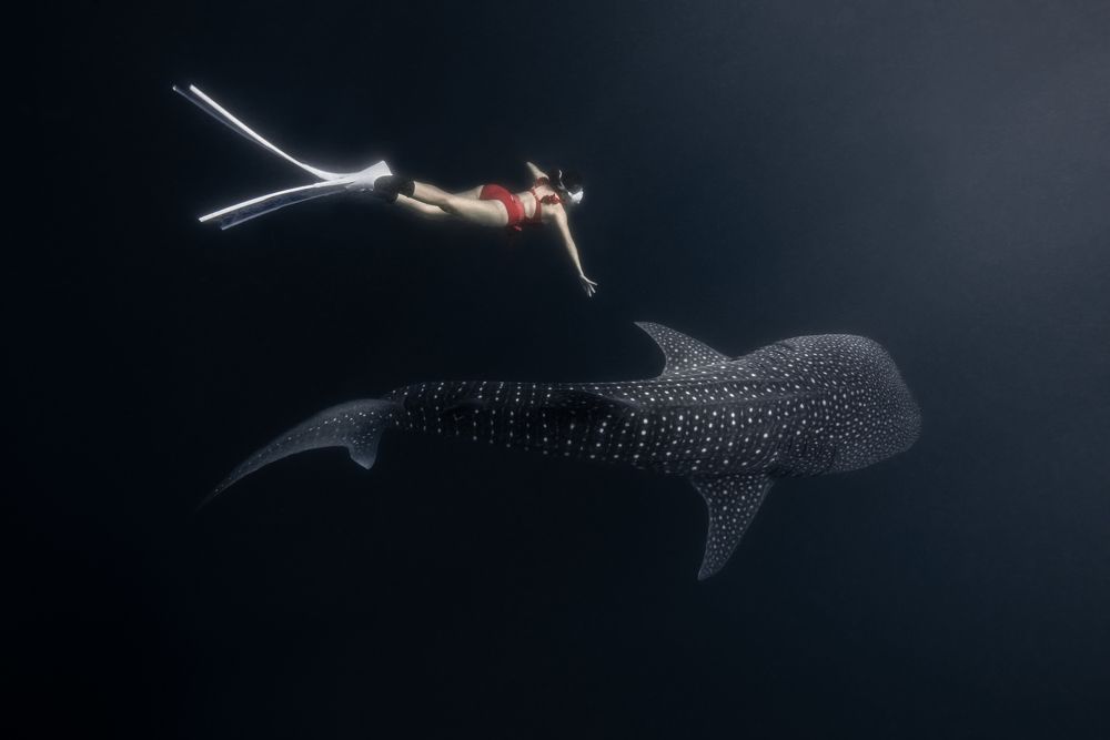 Gliding with the ocean giant