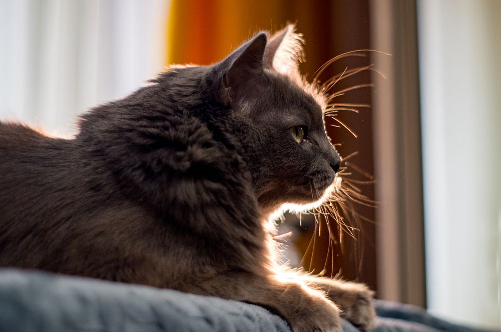 Фотография автора Александр Сенчуров