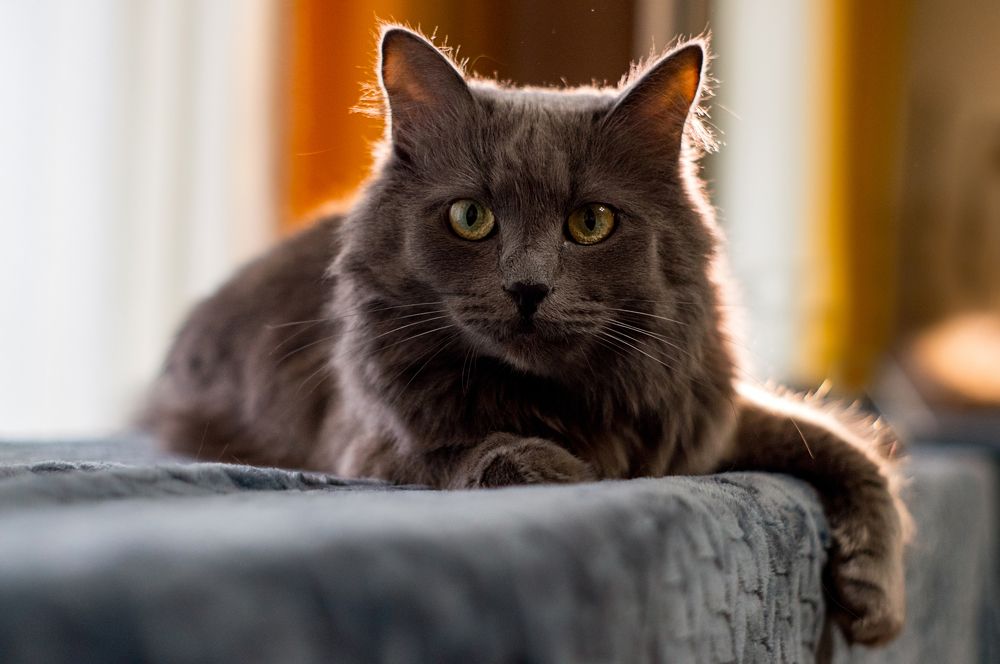 Фотография автора Александр Сенчуров