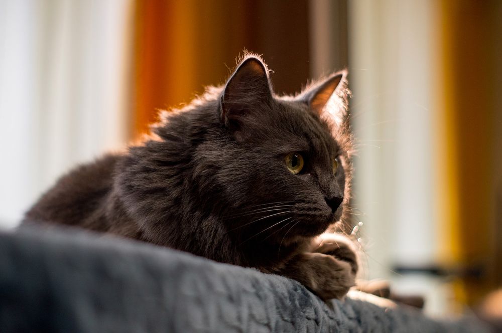 Фотография автора Александр Сенчуров