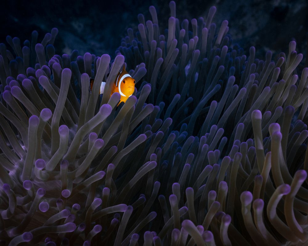 Nemo in purple world