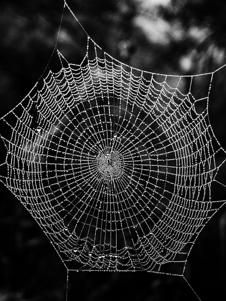 Photograph by Mimie Saari