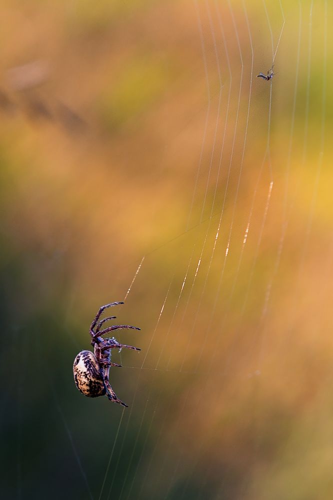 Photograph by Сергей Бурлакин