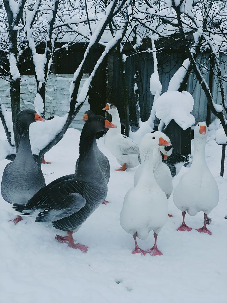 Photograph by Svetlana Artyushina