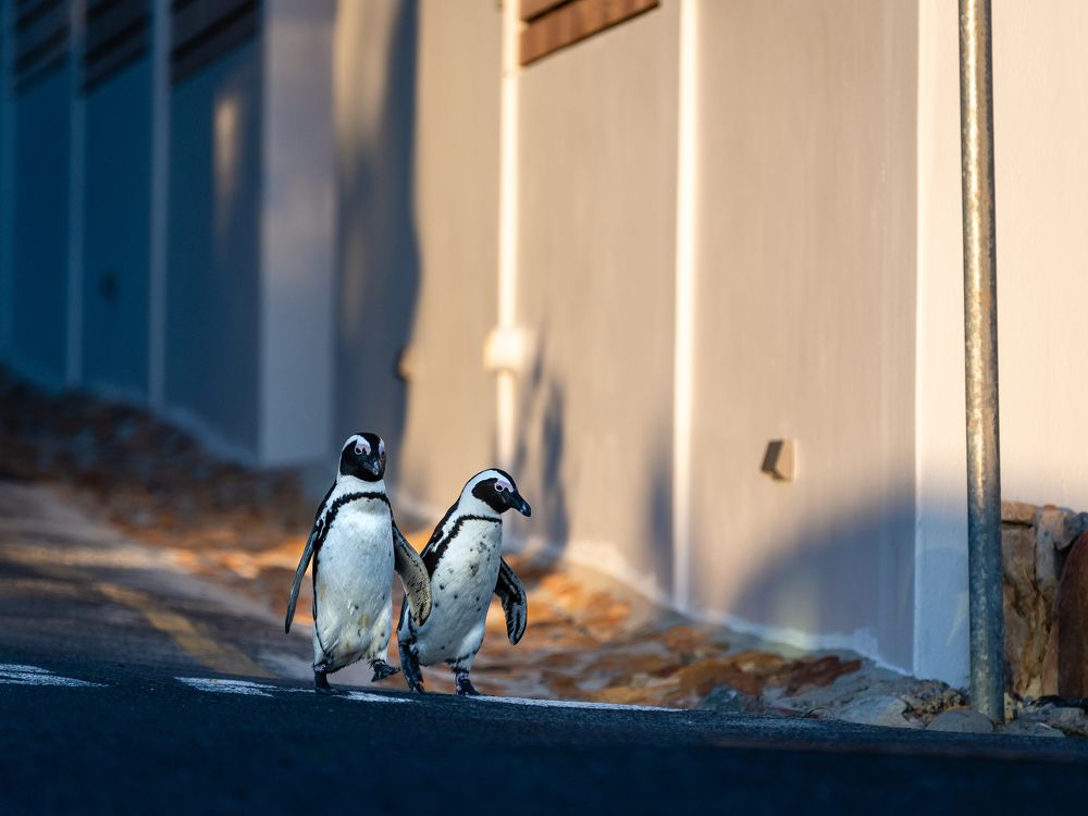 Жители Боулдерс-Бич