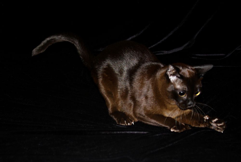 Фотография автора Надежда Лисицына