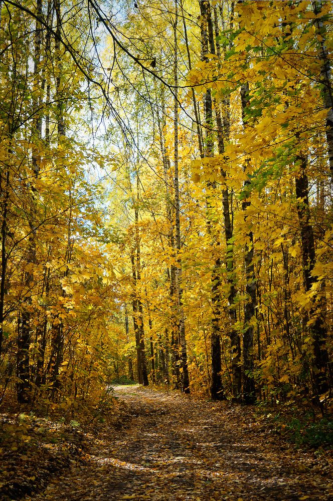 Фотография автора twent