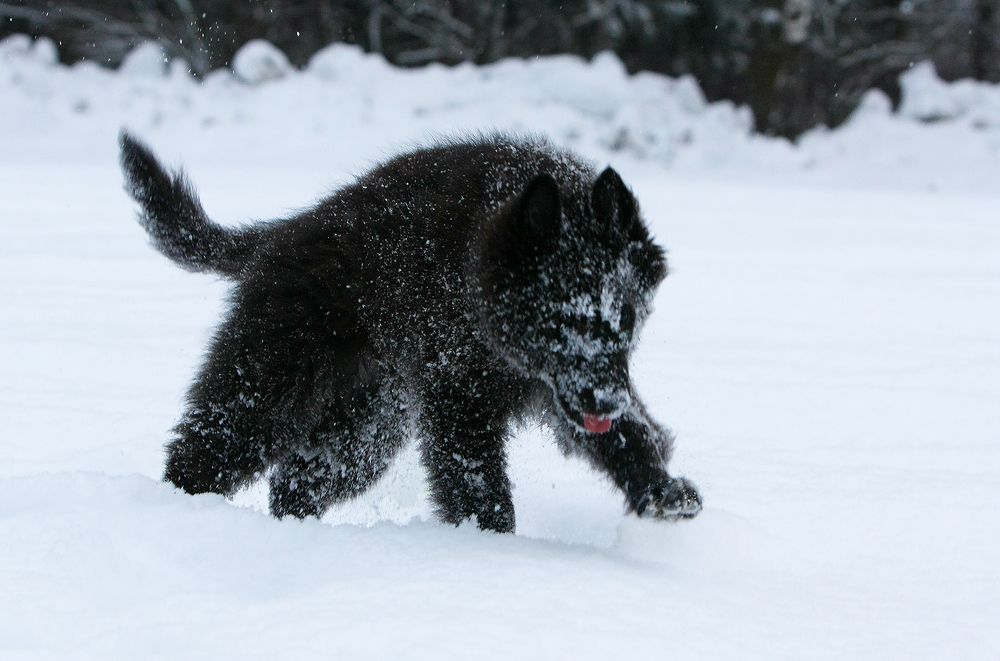 Фотография автора Надежда Лисицына