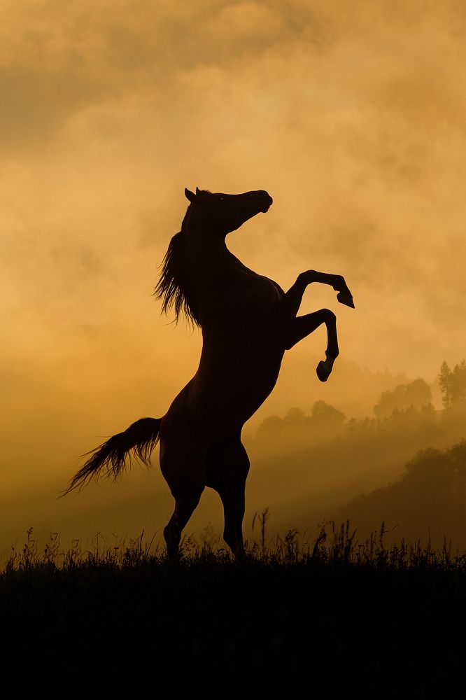 Сила и грация