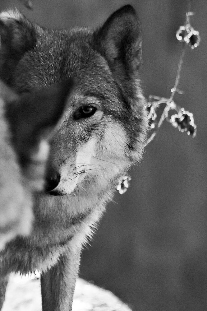 Фотография автора Елена Кириллова