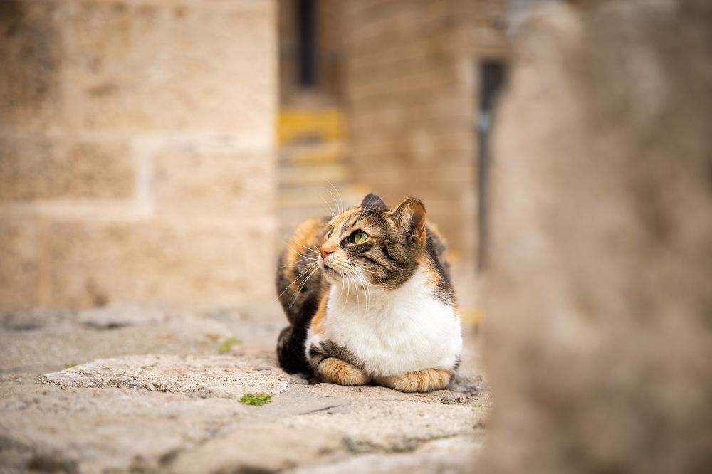 Photograph by Timur Korotkov