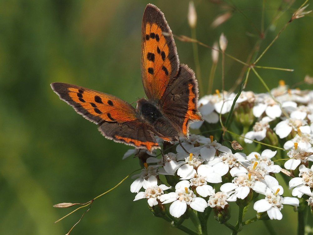 Photograph by Сергей Духанин