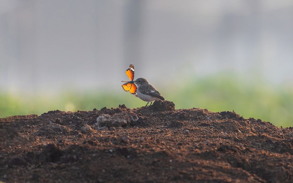 Photograph by Amjad Ali