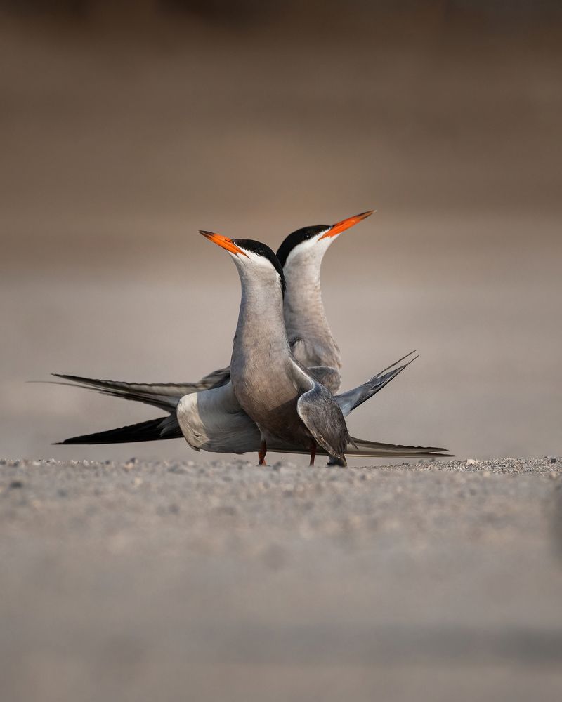 Photograph by Amjad Ali