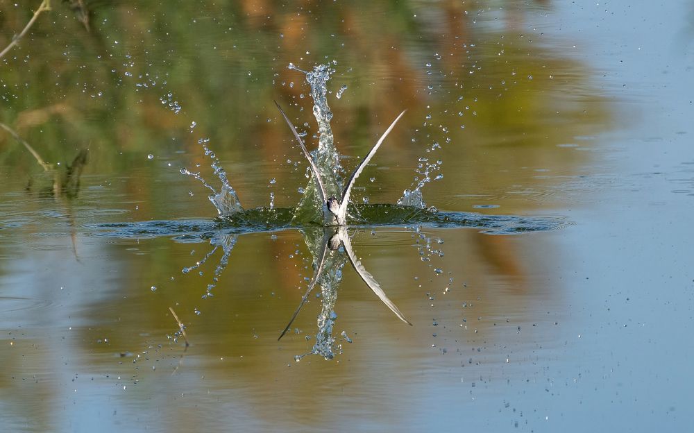 Photograph by Amjad Ali