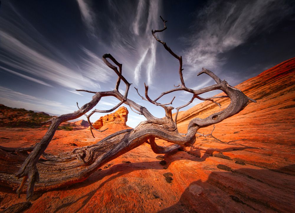 Photograph by Елена Ермолина