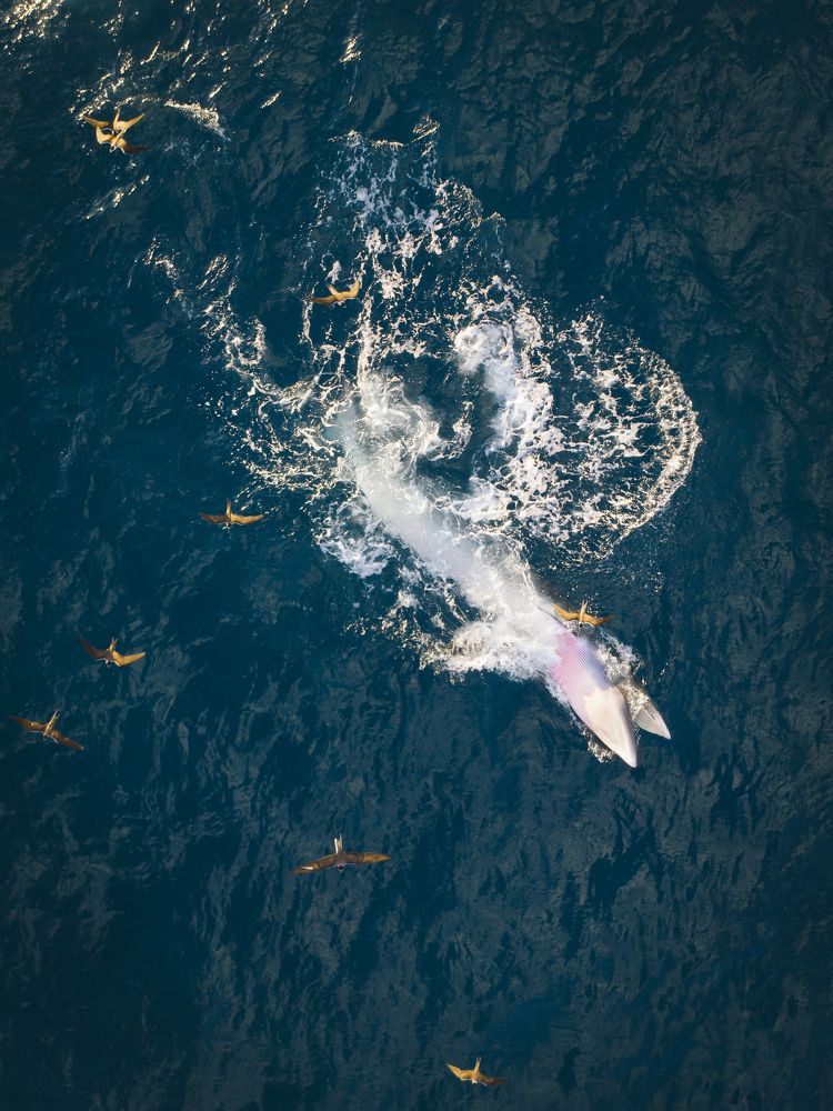 Baby whale learns to hunt