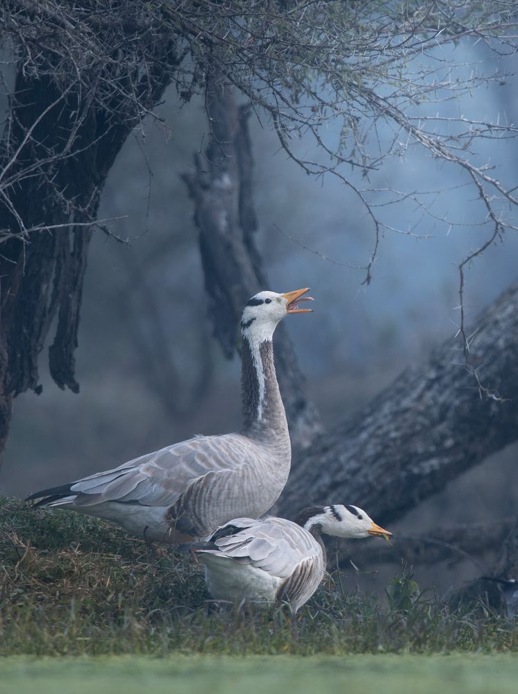 Photograph by Vishal Shah