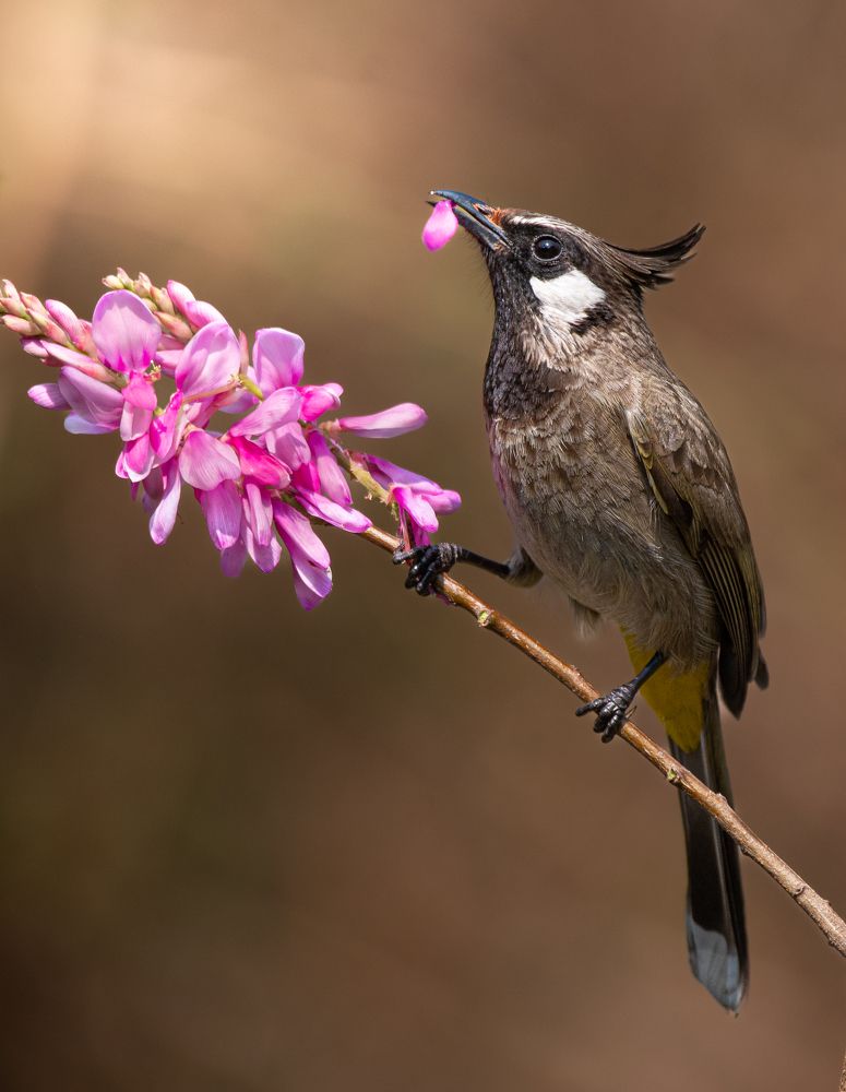 Photograph by Vishal Shah