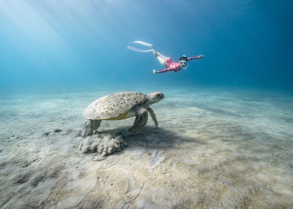 Gliding with Con Dao sea turtle