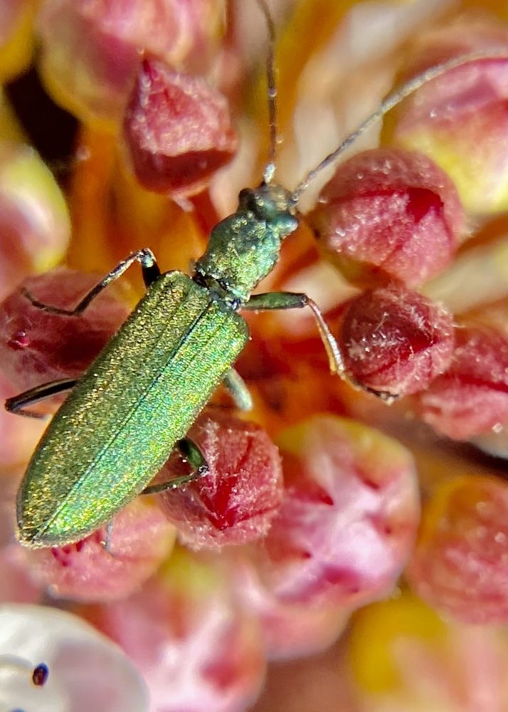 Фотография автора ГУЗАЛИЯ ГАНИЕВА