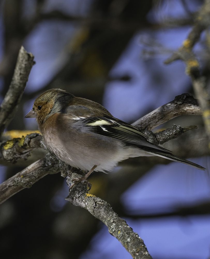 Photograph by Сергей Зелинский