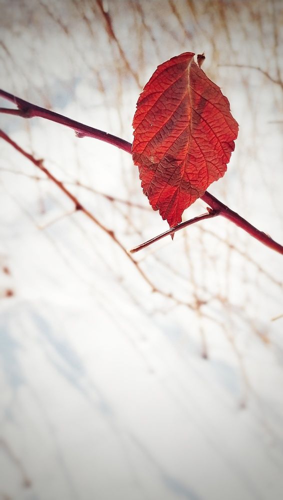 Photograph by Буланцев Ольга Борисовна