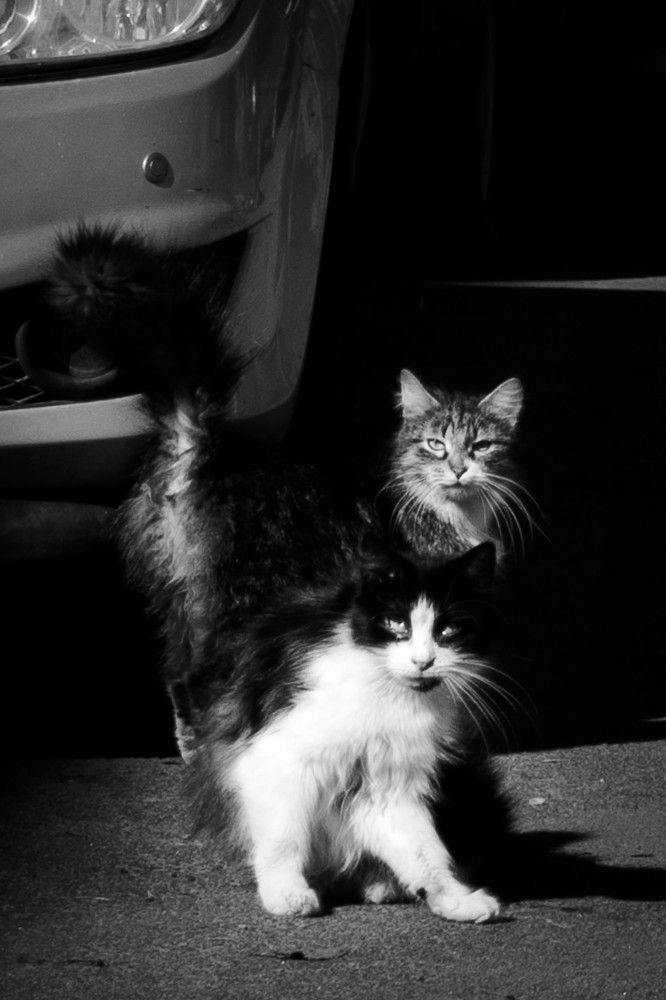 Фотография автора Варвара Власова