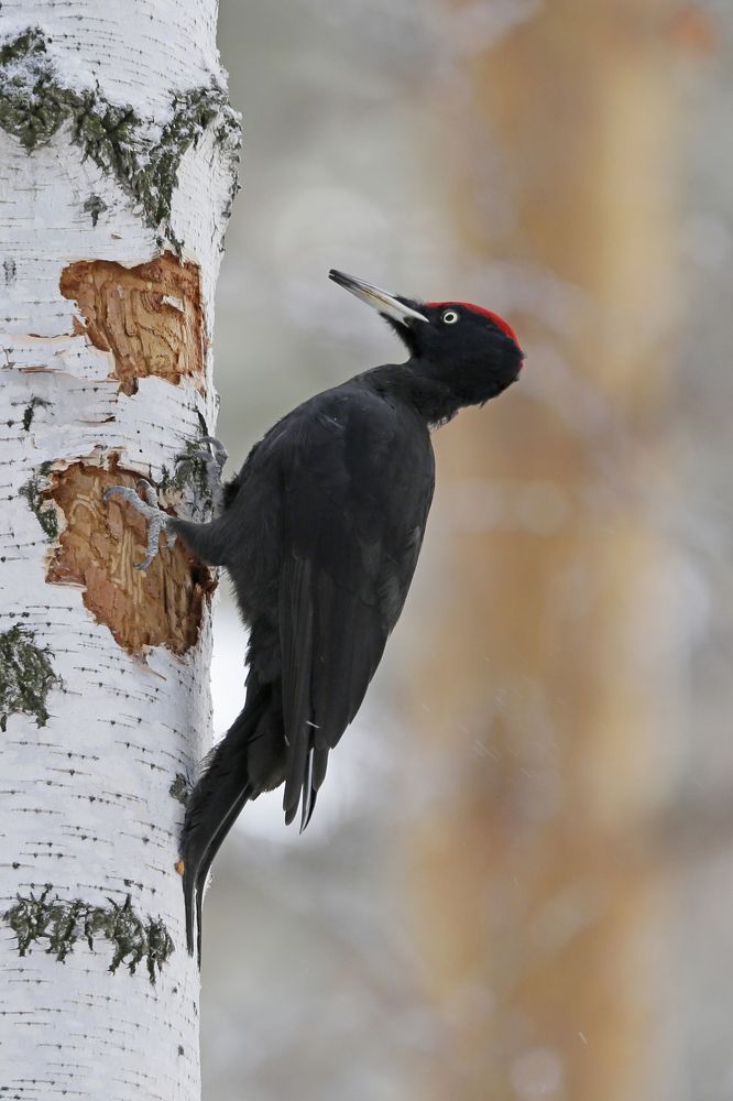 Photograph by Алексей Абашин