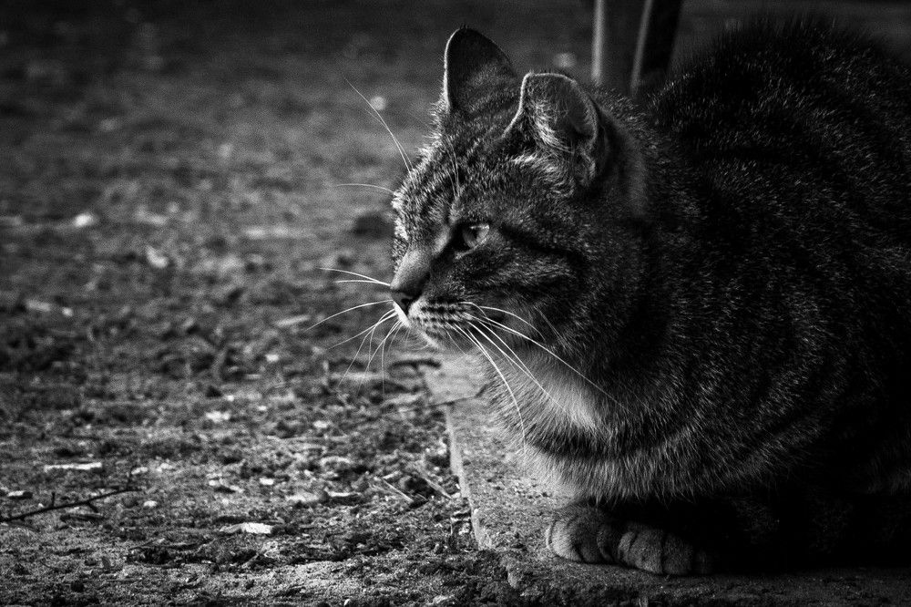 Фотография автора Варвара Власова