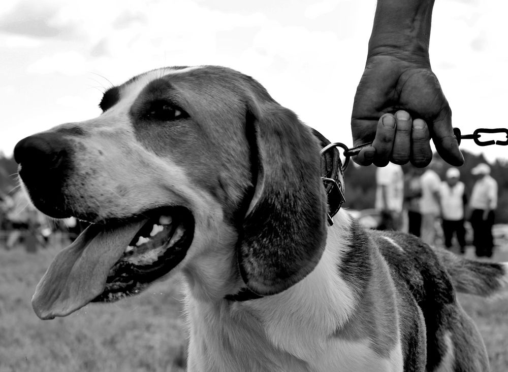 Photograph by дмитрий