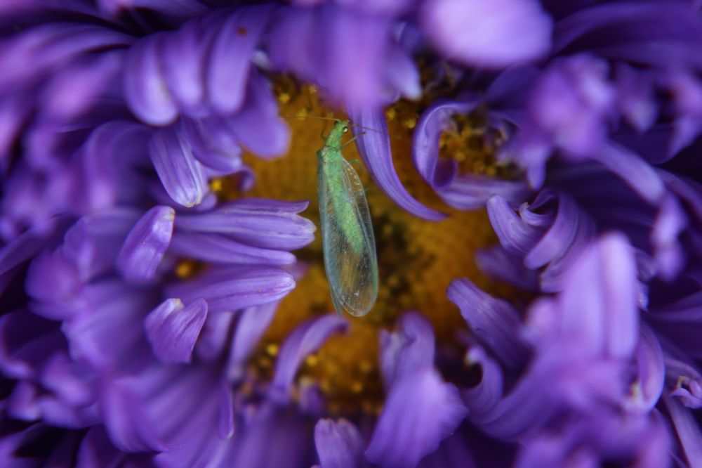 Photograph by Дарья Александровна Емельянова