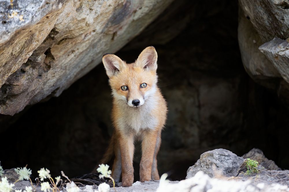 Photograph by Татьяна Жеребцова