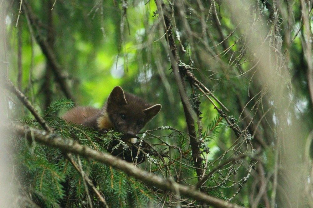 Photograph by Алексей Векшарев
