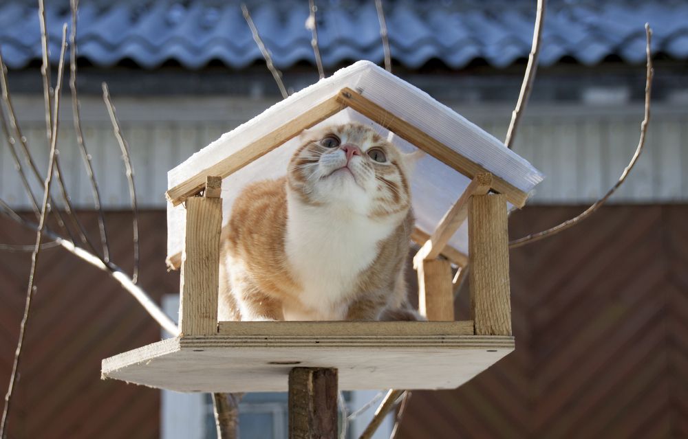 Photograph by Галина Щипакина