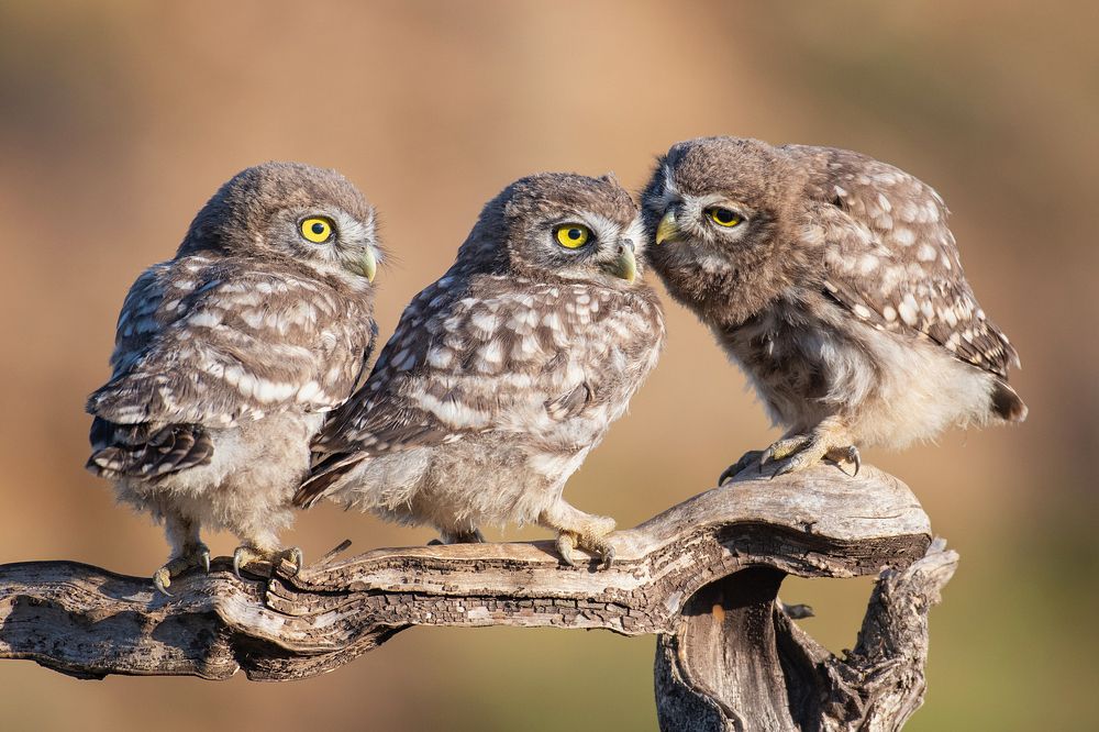 Photograph by Татьяна Жеребцова