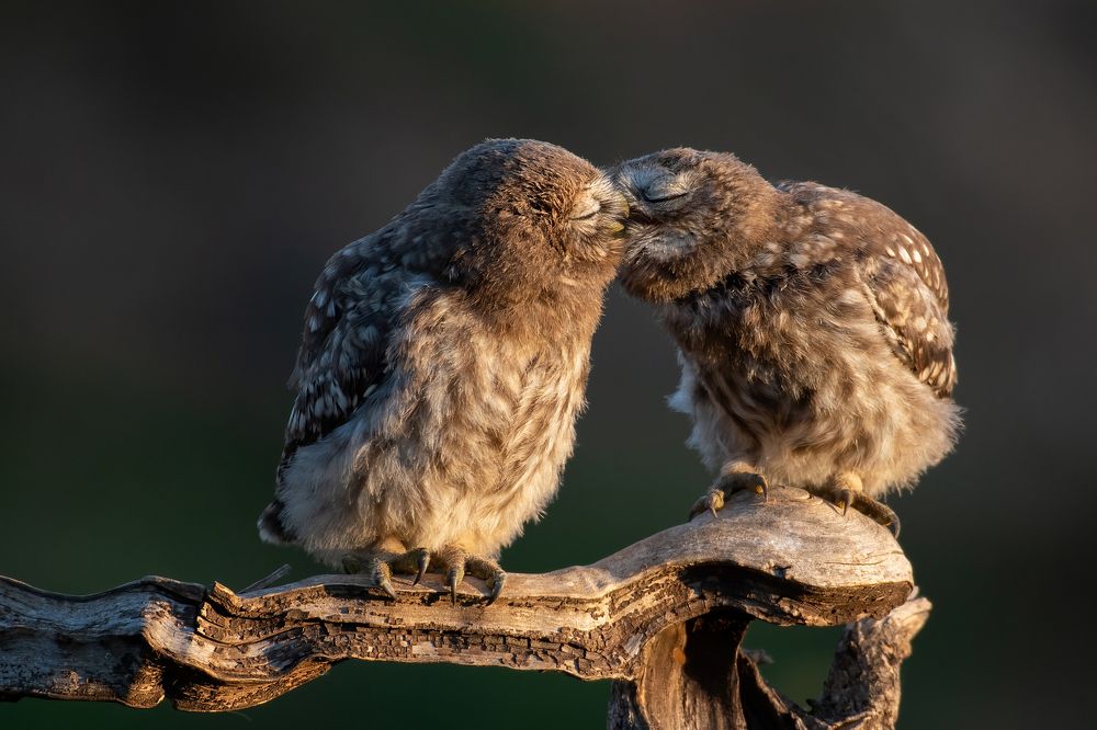 Photograph by Татьяна Жеребцова