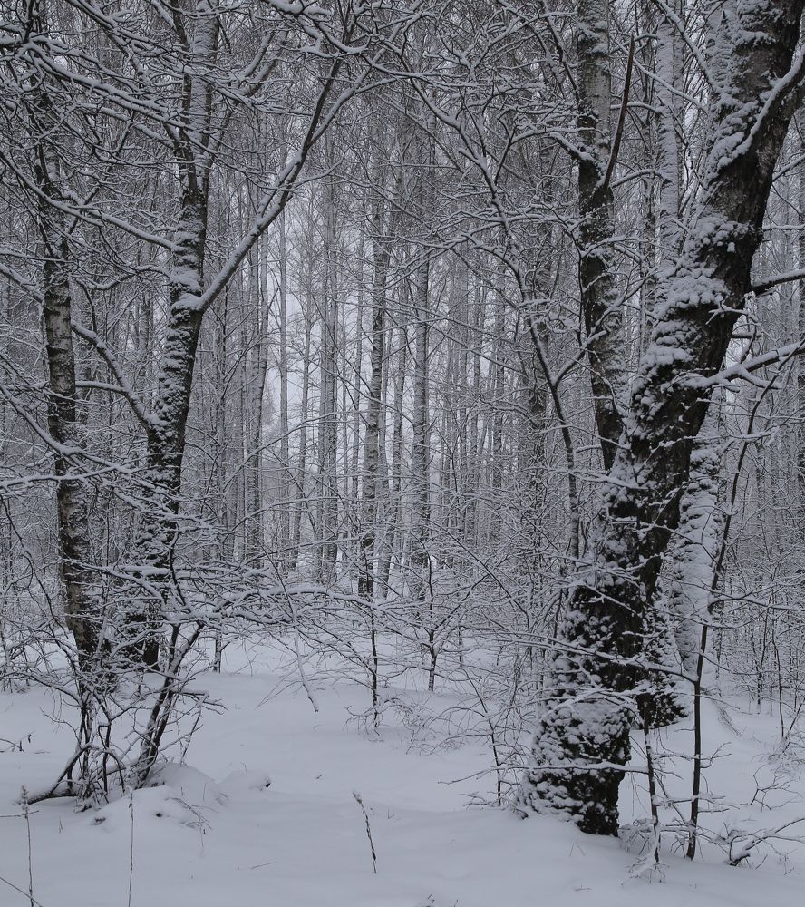 В зимнем лесу