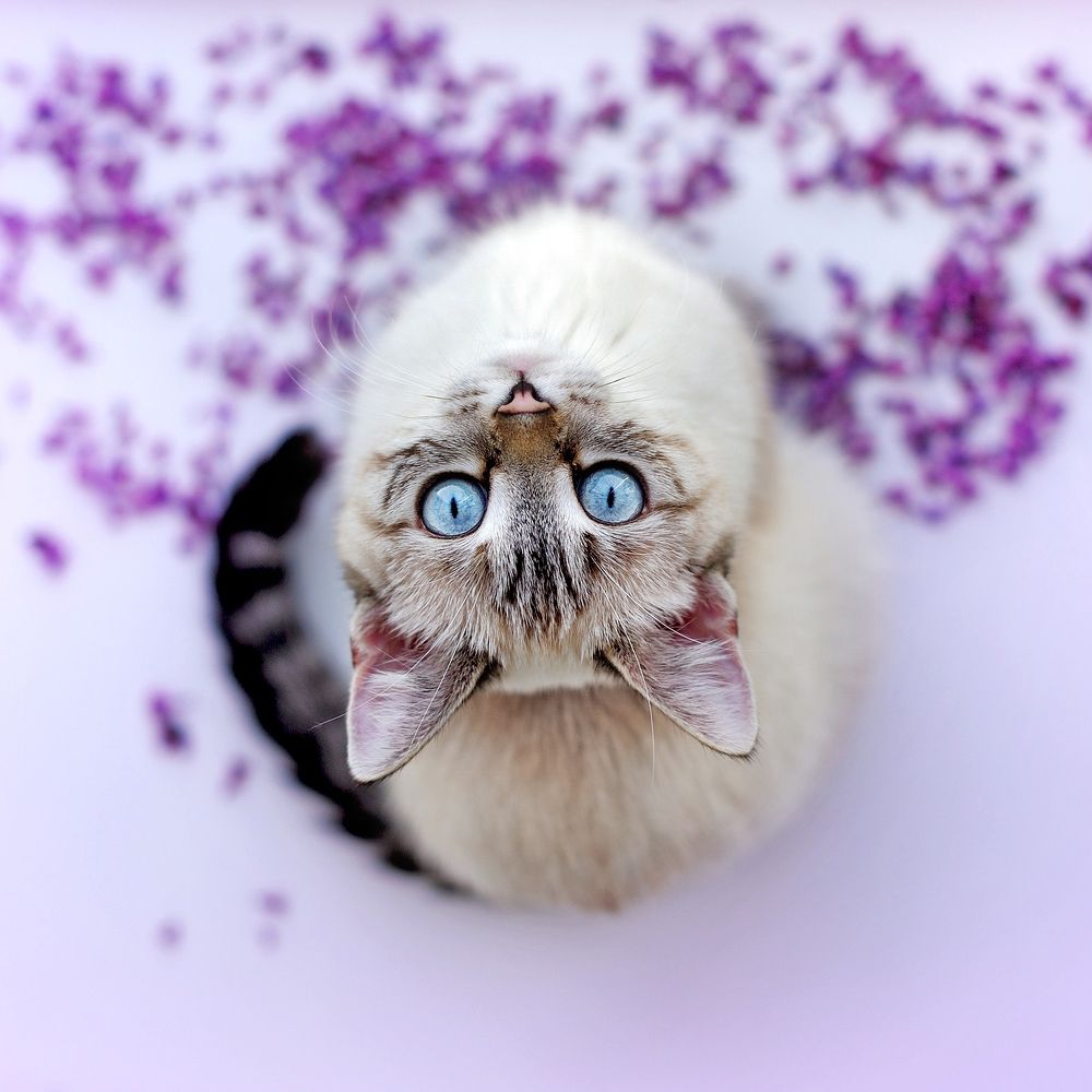 Photograph by Татьяна Калмацуй